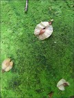 petali petali