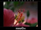 ibiscus-7