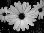 black&amp;white