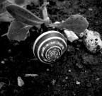 spiralenaturale