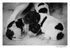 Brotherhood