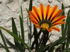 flowers 6