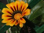 flowers 7