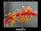 ibiscus-6