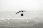 aquila sulla citt