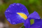 Il colore viola