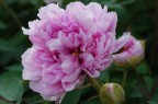 Pinky
