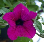 Fiore....