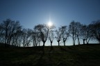 alberi controluce