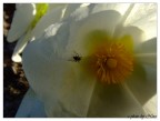 Una Formica nel Sole