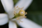 White Passion 
A Mano Libera
Sony A200 Cosina 100Macro F4 1/250s ISo 400
Commenti e Critiche Ben Accetti