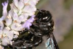 Bombo nero