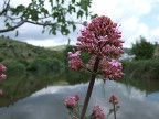 emozioni rosa