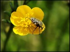Yellow dream...