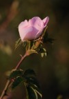 rosa selvatica