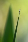 Geometria variabile
