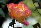 ROSA FRA LE QUINTE