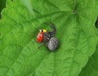 fine di una coccinella