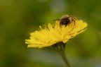 Tripudio di giallo