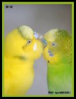 Un Bacio mosso ma appassionato.....
