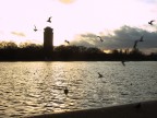 Volo di uccelli su Hyde Park