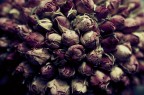 Un Mondo Di Rose