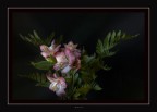 my Flowers 1