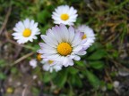 Macro di una margherita, con nello sfondo altri tre fiori