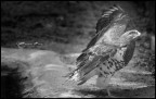 nikon d300 - 200mm - f2,8 - iso 200