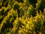 Alberi sul ciglio della strada del cimitero polacco di Cassino (FR)

Consigli e critiche sempre bene accetti! :-)