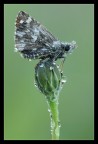 Pyrginae sp.