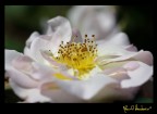 scattata ai giardini della landriana..