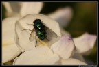 Vorrei un suggerimento su come ravvivare il bianco del fiore che mi sembra un po' spento...