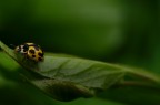 coccinella3 coccinella3