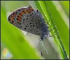 Farfalla mattutina