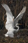 Renzo-Airone bianco in lite