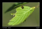 coccigialla