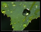 wonderful world