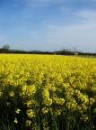 Un anno fa trovai un campo molto piu grosso di questo di soli papaveri, sta volta mi son dovuta accontentare di questi, a vederli, bellissimi fiori gialli. (Dall'odore purtroppo nauseante!)