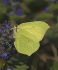 Gonepteryx rahmni