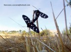 Due esemplari di Amata phegea in accoppiamento