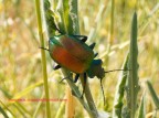 esemplare di Calosoma sycophanta. Gravina di Laterza. Maggio 2005