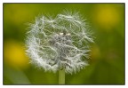 Sssoffia