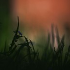 Fior di notte
