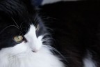 Ciao, questo  uno dei primi scatti che ho fatto ai miei gatti, cercando di essere un po' "artistico". Sony A200 + 18/70 kit. Come vi sembra?
