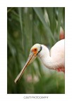 No name Bird