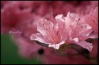 nikon d300 - 60 macro f2,8