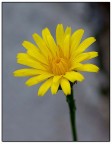 Margherita gialla selvatica