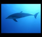 ho pianto dalla gioia quando nell'ultima immaersione della mia vacanza ho incontrato una famiglia di delfini intenta a giocare.
