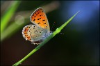 Farfalla
